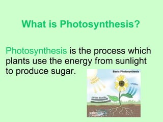 What is Photosynthesis? Photosynthesis  is the process which plants use the energy from sunlight to produce sugar.   