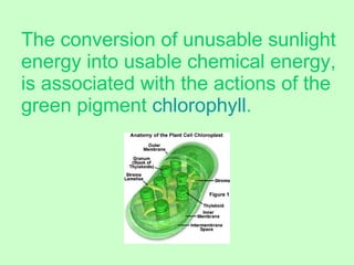 The conversion of unusable sunlight energy into usable chemical energy, is associated with the actions of the green pigment  chlorophyll . 