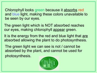 Chlorophyll looks  green  because it  absorbs   red  and  blue  light, making these colors unavailable to be seen by our eyes.  The green light which is NOT absorbed reaches our eyes, making chlorophyll  appear  green.  It is the energy from the red and blue light that  are  absorbed allowing the plant to do photosynthesis. The green light we can see is not / cannot be absorbed by the plant, and cannot be used for photosynthesis.   