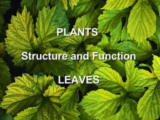PLANTS  Structure and Function LEAVES 