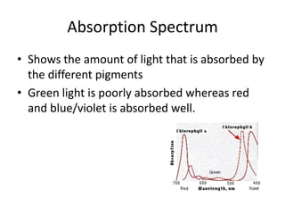 Absorption Spectrum
• Shows the amount of light that is absorbed by
  the different pigments
• Green light is poorly absorbed whereas red
  and blue/violet is absorbed well.
 