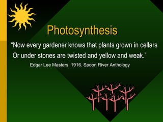 Photosynthesis Edgar Lee Masters. 1916. Spoon River Anthology “ Now every gardener knows that plants grown in cellars   Or under stones are twisted and yellow and weak.” 