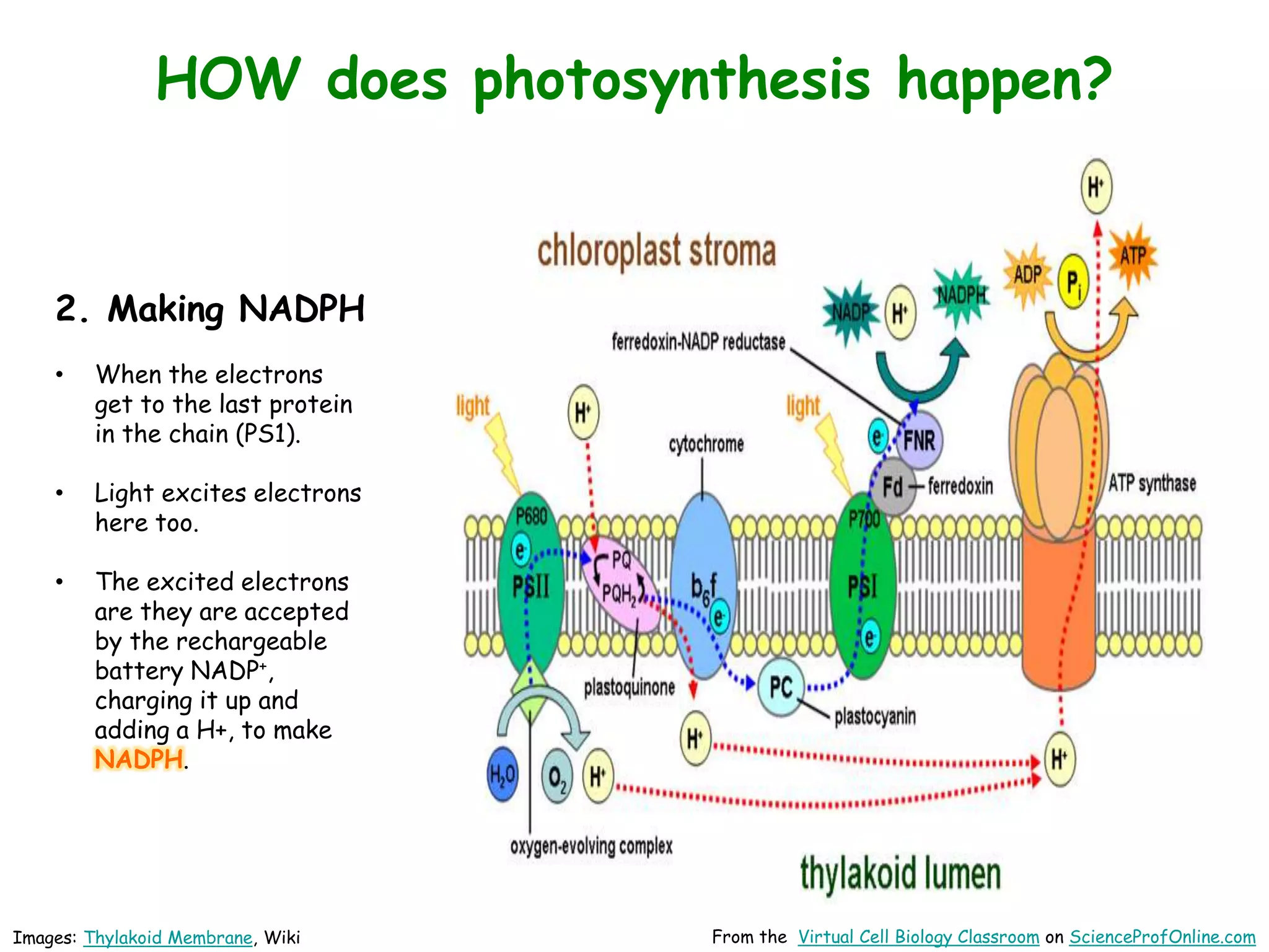 Images: Thylakoid Membrane, Wiki From the Virtual Cell Biology Classroom on ScienceProfOnline.com
HOW does photosynthesis happen?
2. Making NADPH
• When the electrons
get to the last protein
in the chain (PS1).
• Light excites electrons
here too.
• The excited electrons
are they are accepted
by the rechargeable
battery NADP+,
charging it up and
adding a H+, to make
NADPH.
 