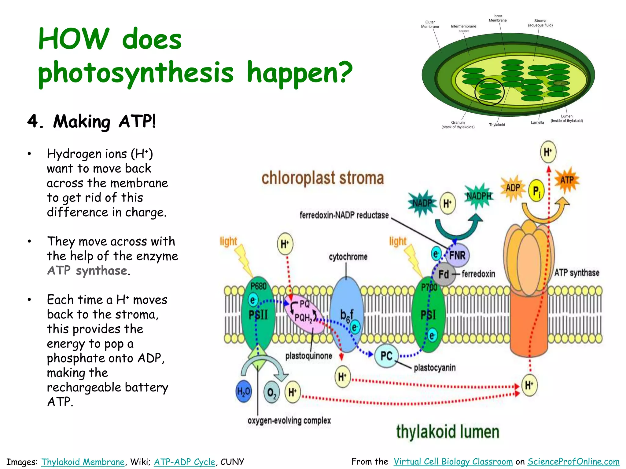 Images: Thylakoid Membrane, Wiki; ATP-ADP Cycle, CUNY From the Virtual Cell Biology Classroom on ScienceProfOnline.com
HOW does
photosynthesis happen?
4. Making ATP!
• Hydrogen ions (H+)
want to move back
across the membrane
to get rid of this
difference in charge.
• They move across with
the help of the enzyme
ATP synthase.
• Each time a H+ moves
back to the stroma,
this provides the
energy to pop a
phosphate onto ADP,
making the
rechargeable battery
ATP.
 