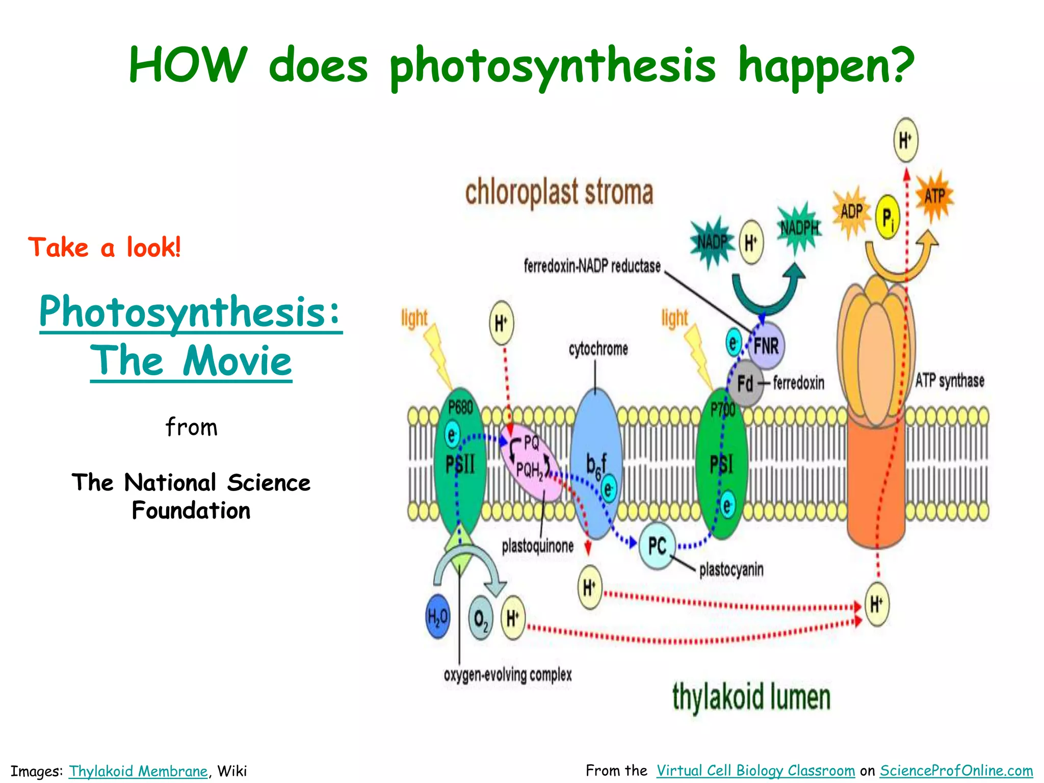 Images: Thylakoid Membrane, Wiki From the Virtual Cell Biology Classroom on ScienceProfOnline.com
HOW does photosynthesis happen?
Take a look!
Photosynthesis:
The Movie
from
The National Science
Foundation
 
