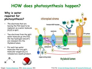 Images: Thylakoid Membrane, Wiki; Water molecule, Wiki From the Virtual Cell Biology Classroom on ScienceProfOnline.com
HOW does photosynthesis happen?
Why is water
required for
photosynthesis?
• The electrons that are
leaving the PS2 need to be
replaced, so a water molecule
(H2O) is split.
• Two electrons from the split
water molecule go into PS2,
the two hydrogen ions (H+)
are released into the
thylakoid lumen.
• For each two water
molecules that are split,
molecular oxygen (O2) is
released as a waste product.
O
H
H
 