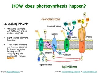 Images: Thylakoid Membrane, Wiki From the Virtual Cell Biology Classroom on ScienceProfOnline.com
HOW does photosynthesis happen?
2. Making NADPH
• When the electrons
get to the last protein
in the chain (PS1).
• Light excites electrons
here too.
• The excited electrons
are they are accepted
by the rechargeable
battery NADP+,
charging it up and
adding a H+, to make
NADPH.
 