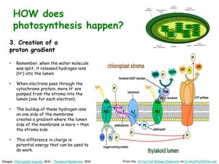 From the Virtual Cell Biology Classroom on ScienceProfOnline.com
HOW does
photosynthesis happen?
3. Creation of a
proton gradient
• Remember, when the water molecule
was split, it released hydrogen ions
(H+) into the lumen.
• When electrons pass through the
cytochrome protein, more H+ are
pumped from the stroma into the
lumen (one for each electron).
• The buildup of these hydrogen ions
on one side of the membrane
creates a gradient where the lumen
side of the membrane is more + than
the stroma side.
• This difference in charge is
potential energy that can be used to
do work.
Images: Chloroplast diagram, Wiki ; Thylakoid Membrane, Wiki
 