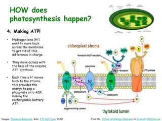 Images: Thylakoid Membrane, Wiki; ATP-ADP Cycle, CUNY From the Virtual Cell Biology Classroom on ScienceProfOnline.com
HOW does
photosynthesis happen?
4. Making ATP!
• Hydrogen ions (H+)
want to move back
across the membrane
to get rid of this
difference in charge.
• They move across with
the help of the enzyme
ATP synthase.
• Each time a H+ moves
back to the stroma,
this provides the
energy to pop a
phosphate onto ADP,
making the
rechargeable battery
ATP.
 