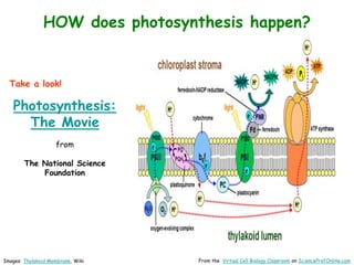Images: Thylakoid Membrane, Wiki From the Virtual Cell Biology Classroom on ScienceProfOnline.com
HOW does photosynthesis happen?
Take a look!
Photosynthesis:
The Movie
from
The National Science
Foundation
 