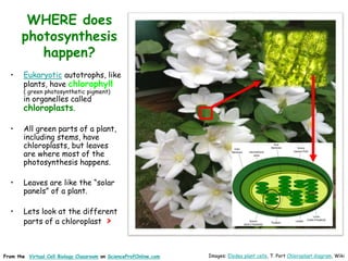 Images: Elodea plant cells, T. Port Chloroplast diagram, Wiki
From the Virtual Cell Biology Classroom on ScienceProfOnline.com
• Eukaryotic autotrophs, like
plants, have chlorophyll
( green photosynthetic pigment)
in organelles called
chloroplasts.
• All green parts of a plant,
including stems, have
chloroplasts, but leaves
are where most of the
photosynthesis happens.
• Leaves are like the “solar
panels” of a plant.
• Lets look at the different
parts of a chloroplast >
WHERE does
photosynthesis
happen?
 