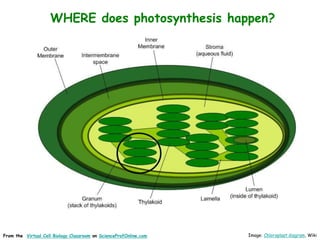 Image: Chloroplast diagram, Wiki
From the Virtual Cell Biology Classroom on ScienceProfOnline.com
WHERE does photosynthesis happen?
 