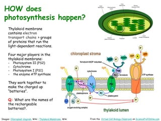Images: Chloroplast diagram, Wiki ; Thylakoid Membrane, Wiki From the Virtual Cell Biology Classroom on ScienceProfOnline.com
HOW does
photosynthesis happen?
Thylakoid membrane
contains electron
transport chains > groups
of proteins that run the
light-dependent reactions.
Four major players in the
thylakoid membrane:
- Photosystem II (PS2)
- Cytochrome
- Photosystem I (PS1)
- the enzyme ATP synthase
They work together to
make the charged up
“batteries”.
Q: What are the names of
the rechargeable
batteries?.
 