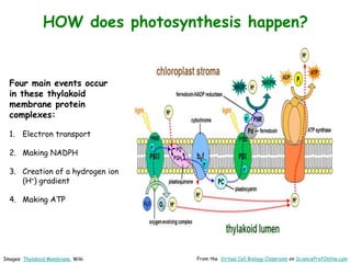 Images: Thylakoid Membrane, Wiki From the Virtual Cell Biology Classroom on ScienceProfOnline.com
HOW does photosynthesis happen?
Four main events occur
in these thylakoid
membrane protein
complexes:
1. Electron transport
2. Making NADPH
3. Creation of a hydrogen ion
(H+) gradient
4. Making ATP
 
