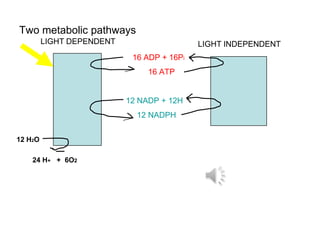 Two metabolic pathways
         LIGHT DEPENDENT                    LIGHT INDEPENDENT
                            16 ADP + 16Pi
                                16 ATP


                           12 NADP + 12H
                             12 NADPH


12 H2O

    24 H+ + 6O2
 