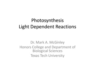 Photosynthesis
Light Dependent Reactions

      Dr. Mark A. McGinley
Honors College and Department of
       Biological Sciences
      Texas Tech University
 