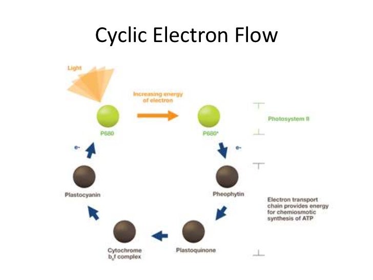 Cyclic Electron Transport Diagram Choice Image - How To 