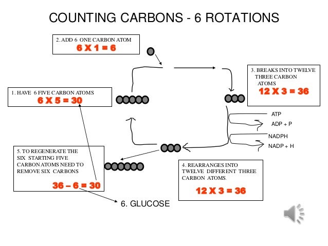 photosynthesis light independent reaction