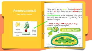  Photosynthesis is the formation of sugars(g
lucose) with the help of CO2 and H2O in p
resence of light
Photosynthesis
Light and Dark reaction
 Photosynthesis is the formation of sugars(
glucose) with the help of CO2 and H2O in
presence of light
 Why plants are in green? Plants absorbs bl
ue and red light from sun and reflects gre
en light.
 Photosynthesis is the formation of sugars(
glucose) with the help of CO2 and H2O in p
resence of light
6CO2 + 6H2O C6H12O6 + 6O2
 It takes place in chloroplast.
 