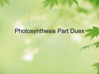 Photosynthesis Part Duex 