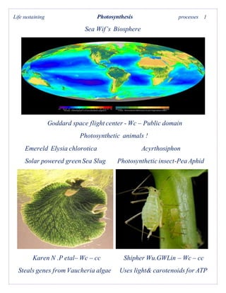 Life sustaining Photosynthesis processes 1
Sea Wif’s Biosphere
Goddard space flight center - Wc – Public domain
Photosynthetic animals !
Emereld Elysia chlorotica Acyrthosiphon
Solar powered green Sea Slug Photosynthetic insect-Pea Aphid
Karen N .P etal– Wc – cc Shipher Wu.GWLin – Wc – cc
Steals genes from Vaucheria algae Uses light& carotenoids for ATP
 
