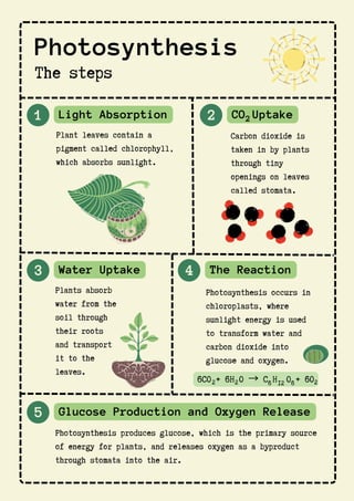 1 2
Carbon dioxide is
taken in by plants
through tiny
openings on leaves
called stomata.
3 4
Photosynthesis occurs in
chloroplasts, where
sunlight energy is used
to transform water and
carbon dioxide into
glucose and oxygen.
5
Photosynthesis
The steps
Light Absorption
Plant leaves contain a
pigment called chlorophyll,
which absorbs sunlight.
CO Uptake
2
Water Uptake
Plants absorb
water from the
soil through
their roots
and transport
it to the
leaves.
The Reaction
Glucose Production and Oxygen Release
Photosynthesis produces glucose, which is the primary source
of energy for plants, and releases oxygen as a byproduct
through stomata into the air.
6CO + 6H O → C H O + 6O
2 2 6 12 6 2
 