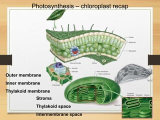 Photosynthesis 02_11-02_14.pptx