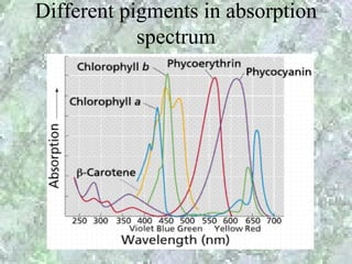 Different pigments in absorption
            spectrum
 