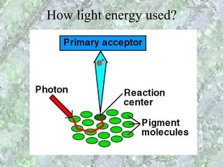 How light energy used?
 