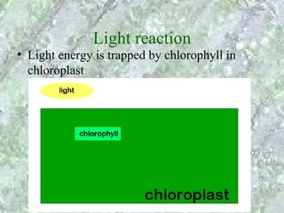 Light reaction
• Light energy is trapped by chlorophyll in
  chloroplast
 