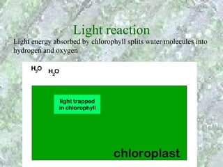 Light reaction
Light energy absorbed by chlorophyll splits water molecules into
hydrogen and oxygen
 