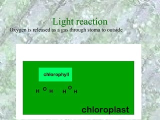 Light reaction
Oxygen is released as a gas through stoma to outside
 