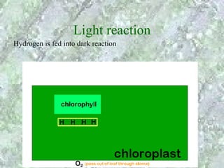 Light reaction
Hydrogen is fed into dark reaction
 