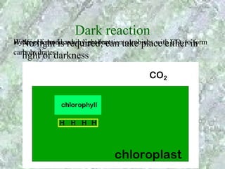 Dark reaction
• No light is required; can combines with CO2 to form
Hydrogen producedain light reactiontake place either in
Water is formed as by-product
carbohydrates
  light or darkness
 