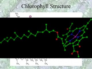 Chlorophyll Structure
 