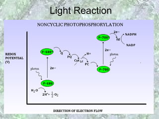 Light Reaction

Photophosphorylation
 