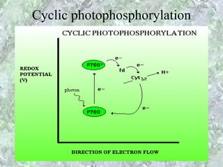 Cyclic photophosphorylation
 