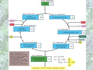 Dark Reaction

 M. Calvin
 