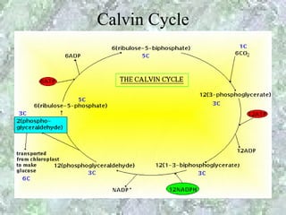 Calvin Cycle
 