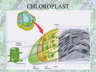 CHLOROPLAST
 