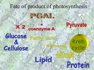 Fate of product of photosynthesis




                          Kreb
                          cycle
 