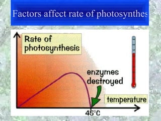 Factors affect rate of photosynthesis
 