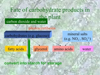 Fate of carbohydrate products in
               the plant
 carbon dioxide and water
               photosynthesis
carbohydrates (e.g. glucose)           mineral salts
                                     (e.g. NO3-, SO42-)

 fatty acids      glycerol     amino acids       water


convert into starch for storage
 