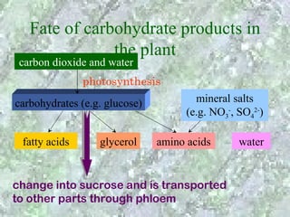 Fate of carbohydrate products in
               the plant
 carbon dioxide and water
               photosynthesis
carbohydrates (e.g. glucose)           mineral salts
                                     (e.g. NO3-, SO42-)

 fatty acids      glycerol     amino acids       water


change into sucrose and is transported
to other parts through phloem
 