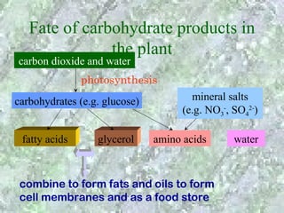 Fate of carbohydrate products in
               the plant
carbon dioxide and water
               photosynthesis
carbohydrates (e.g. glucose)           mineral salts
                                     (e.g. NO3-, SO42-)

 fatty acids      glycerol     amino acids       water



 combine to form fats and oils to form
 cell membranes and as a food store
 