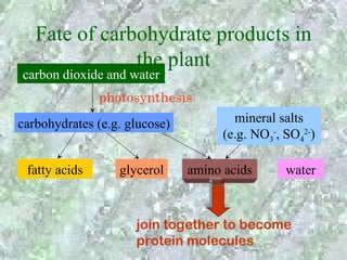 Fate of carbohydrate products in
               the plant
carbon dioxide and water
               photosynthesis
carbohydrates (e.g. glucose)           mineral salts
                                     (e.g. NO3-, SO42-)

 fatty acids      glycerol     amino acids       water



                     join together to become
                     protein molecules
 