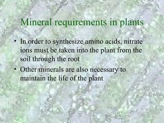 Mineral requirements in plants
• In order to synthesize amino acids, nitrate
  ions must be taken into the plant from the
  soil through the root
• Other minerals are also necessary to
  maintain the life of the plant
 
