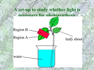 A set-up to study whether light is
  necessary for photosynthesis


Region B

Region A                  leafy shoot



water
 