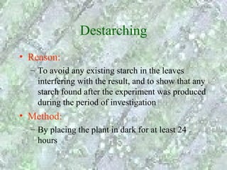 Destarching
• Reason:
  – To avoid any existing starch in the leaves
    interfering with the result, and to show that any
    starch found after the experiment was produced
    during the period of investigation
• Method:
  – By placing the plant in dark for at least 24
    hours
 