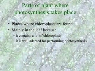 Parts of plant where
   photosynthesis takes place
• Places where chloroplasts are found
• Mainly in the leaf because
  – it contains a lot of chloroplasts
  – it is well adapted for performing photosynthesis
 